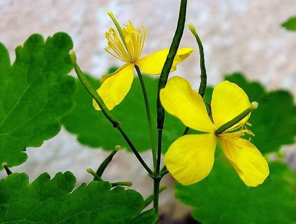 Sealandine to treat psoriasis